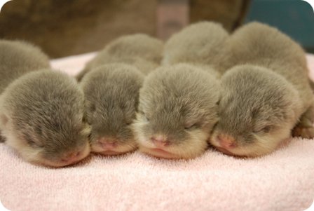 http://4.bp.blogspot.com/_eXnbChRCsuI/S9HX-AS4yiI/AAAAAAAABQQ/GEWG2TGkAbc/s1600/baby-otters.jpg