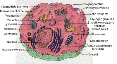 Ms. Grumbine's Science: October 2007