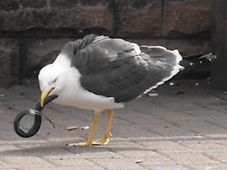 Gull trying to subdue a wriggling elver