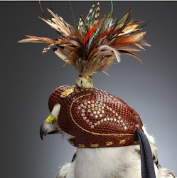 hood falcon falconry hoods birds hats diamond abu hawk tiroler falconers formal dhabi helmets bird hat studded prey helmet falcons