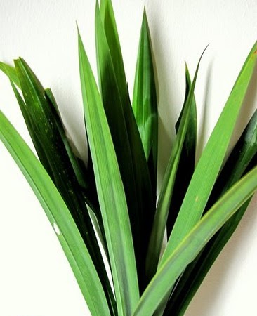 Green Family Stores >> My Food-O-Pedia: Pandan Leaves, the Fragrant Screwpine Green Family Stores >> My Food-O-Pedia: Pandan Leaves, the Fragrant Screwpine