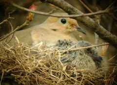 Mourning dove with Young