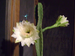 Night Blooming Cereus Cactus