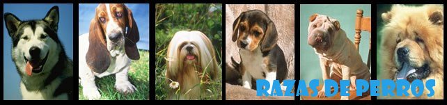 Razas De Perros