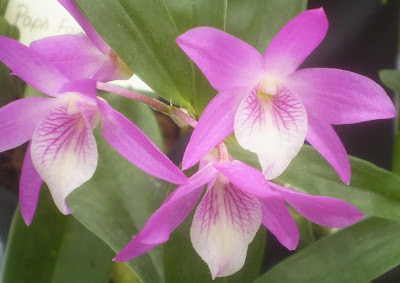 Plants are the Strangest People: Pretty picture: Dendrobium Rainbow ...