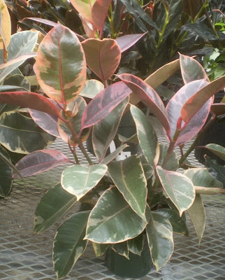 Plants Are The Strangest People Engineer Ficus Elastica