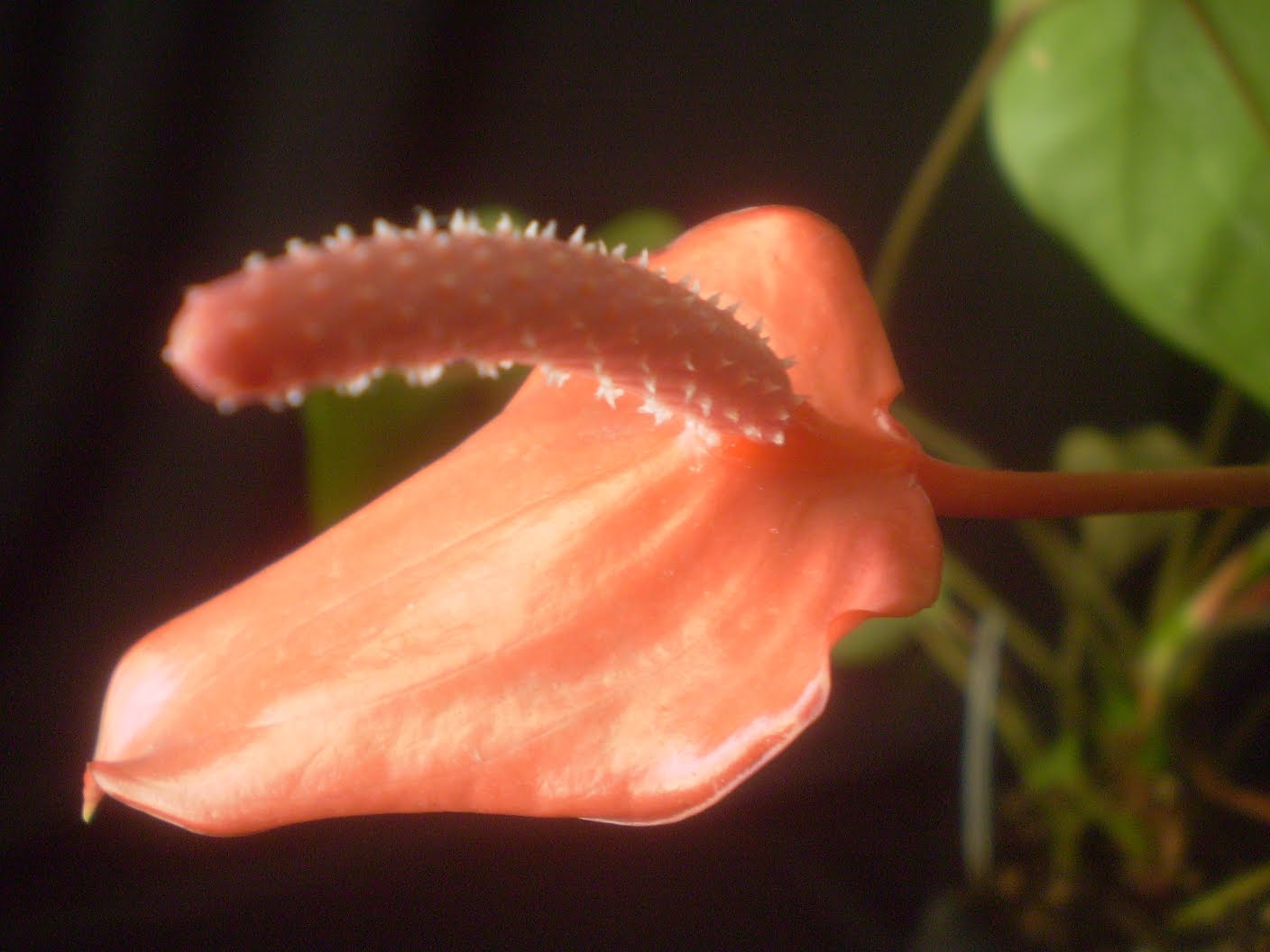 Plants are the Strangest People: Pretty pictures: Anthurium andraeanum