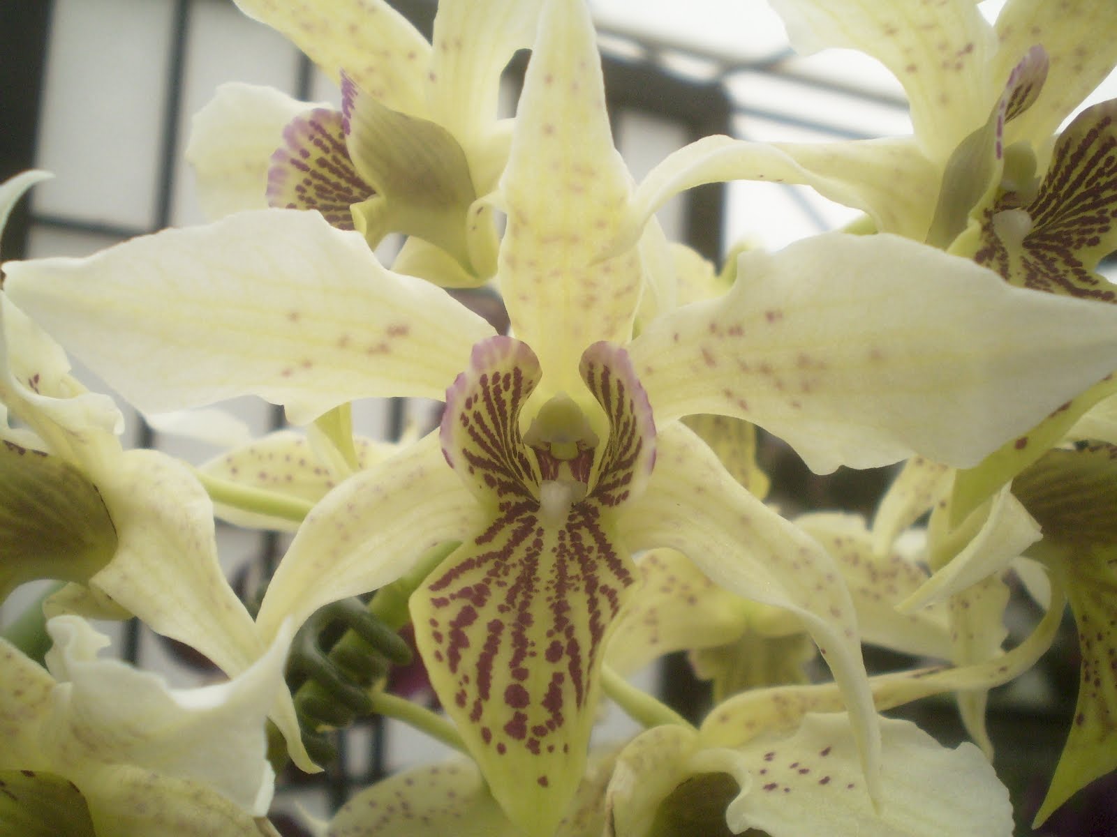 Plants Are The Strangest People Pretty Picture Dendrobium Spider Lily plants-are-the-strangest-people-pretty-picture-dendrobium-spider-lily