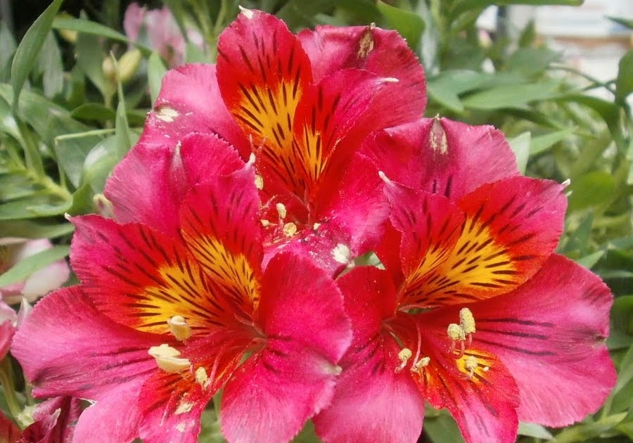 Cheap Flowers And Food Delivery Washington Heights New York Cheap Flowers And Food Delivery Washington Heights New York