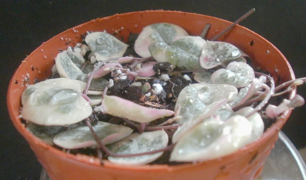 ceropegia woodii variegated