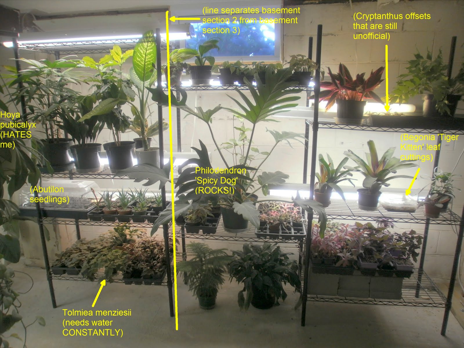 Plants For The Basement