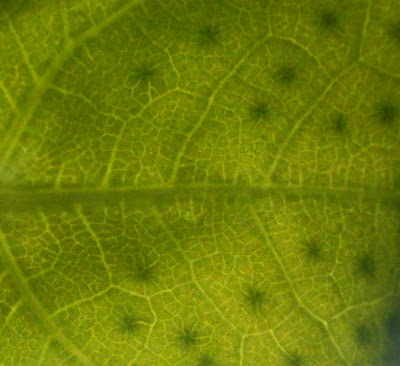 Plants are the Strangest People: [Exceptionally] Pretty pictures ...