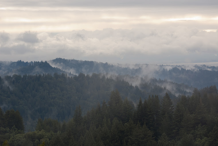 Morning Fog