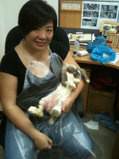 Bunny's Problem - Urine Burn can be deadly | Bun bun bunnies