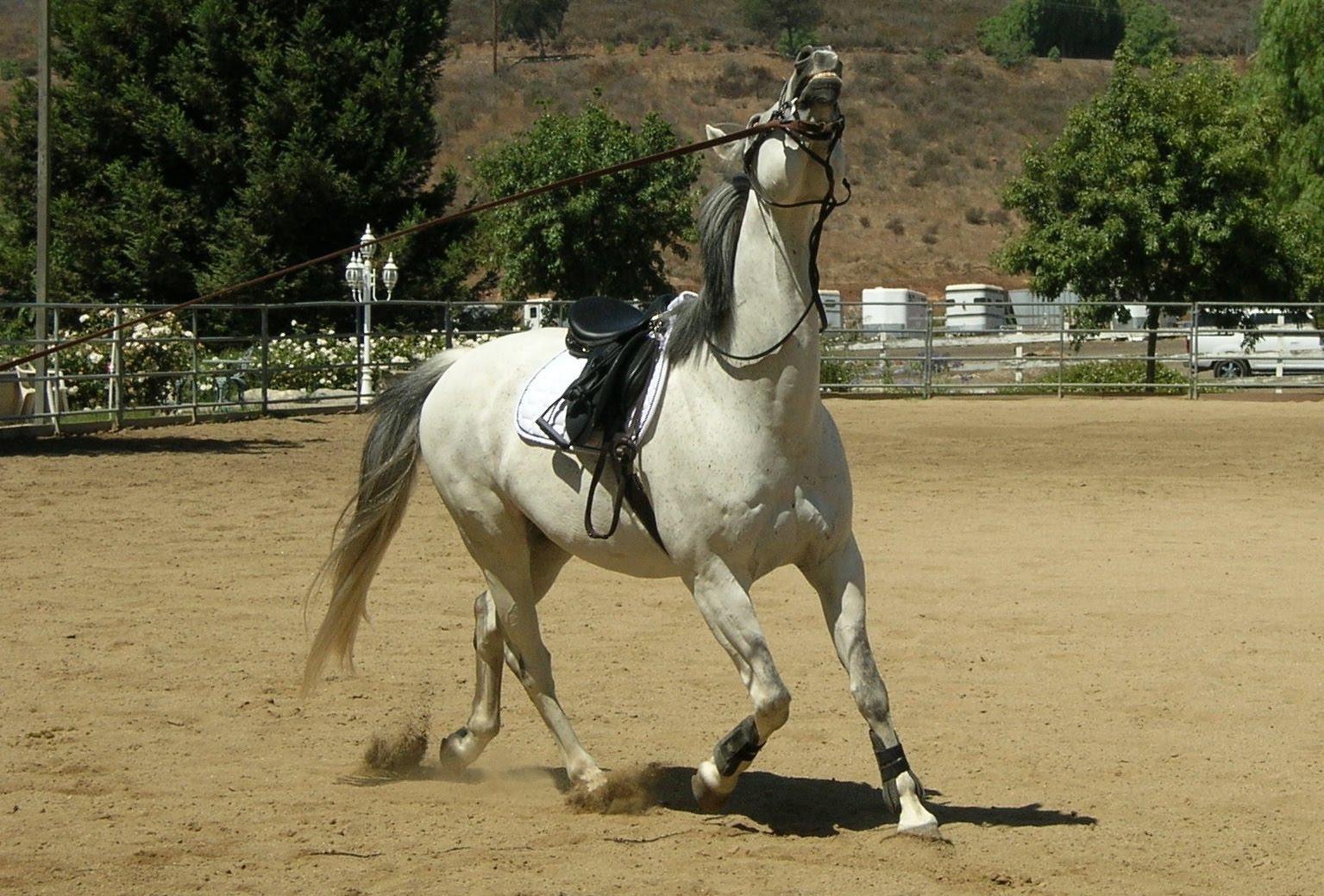 Training a Damaged Horse Hope for Harley Lungeing with a Purpose