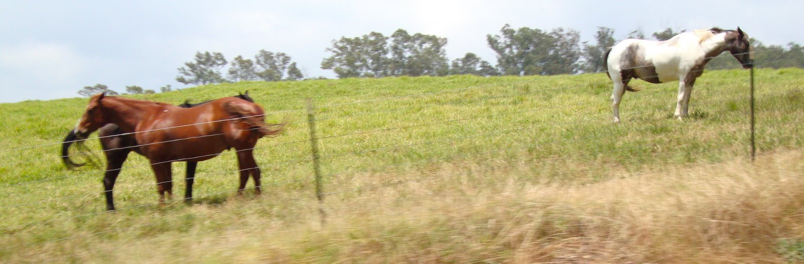 [DSC01445.JPG]