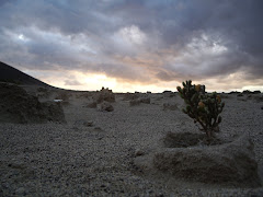 Refugio para la vida. El Médano - Tenerife.