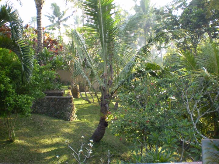 [viewfrombali+bungalow.jpg]