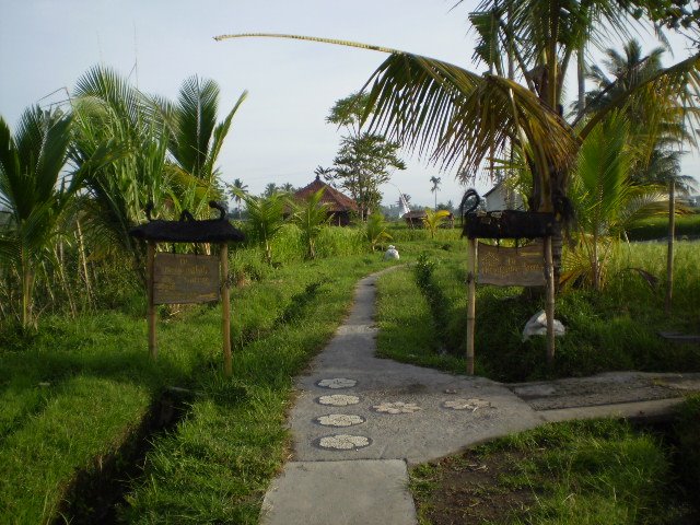 [P5sariorganiccafe2.JPG]