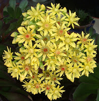 yellow succulent flowers