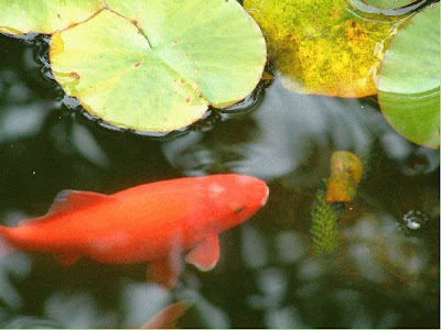 gold fish