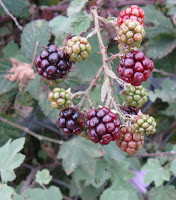 Himalaya berries