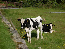 Irish lazy cows