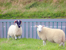 Irish sheep