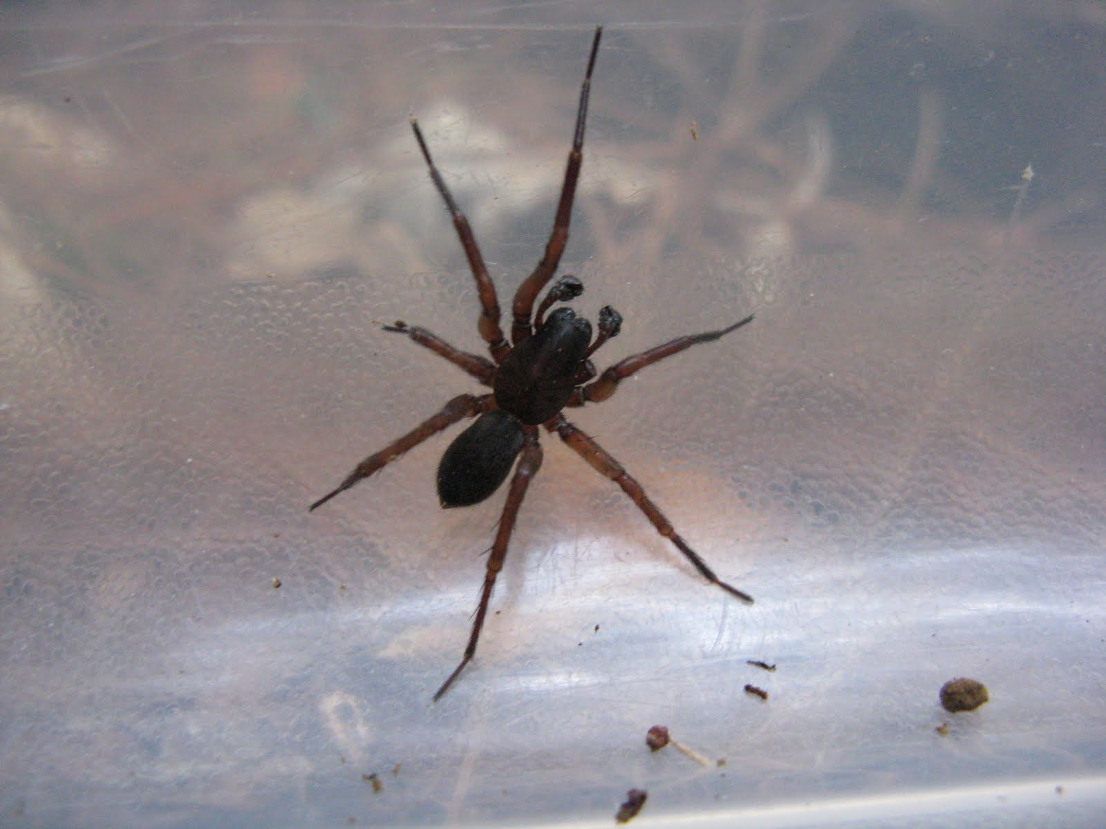 fiddlehedz Palmetto Bug Stomp