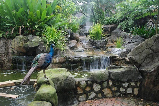 Bird Park  Kuala Lumpur Tours  This Is Malaysia