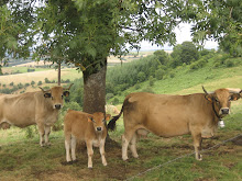 Auvergne - The Aubrac cows