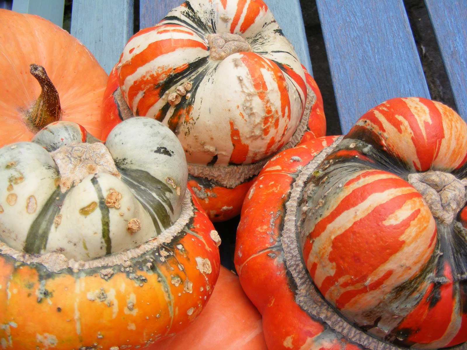 тыква чалмовидная турецкий тюрбан. тыква чалмовидная турецкий тюрбан. тыква декоративная восточный тюрбан. тыква турецкий тюрбан. тыква чалма.