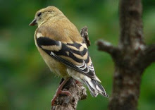 Goldfinch Female