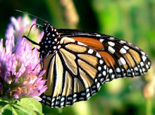 Monarch Butterfly on red clover