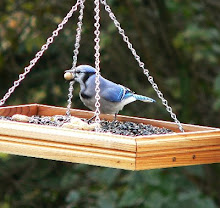 Blue Jay