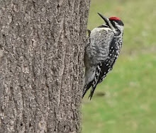 Yellow-bellied sapsucker female