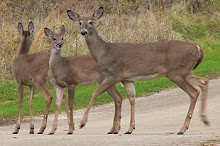 Mama and twins White Tailed deer
