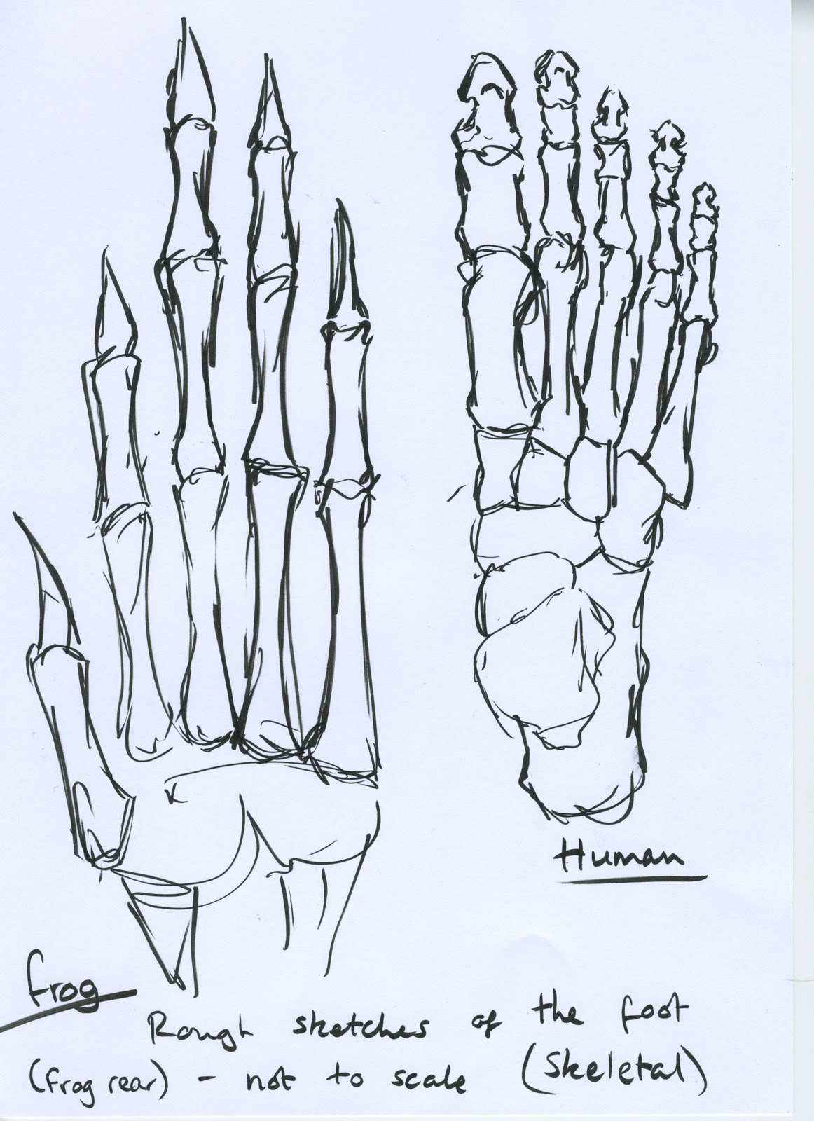 SkyGecko: Human/ Frog Hand,Feet Comparison