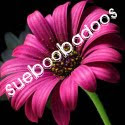 SueBooBadoos