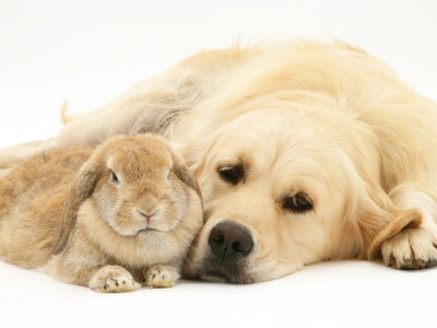 [1148441~Sandy-Lop-Rabbit-Resting-with-Golden-Retriever-Bitch-Affiches.jpg]
