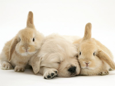 [1148483~Golden-Retriever-Puppy-Sleeping-Between-Two-Young-Sandy-Lop-Rabbits-Posters.jpg]