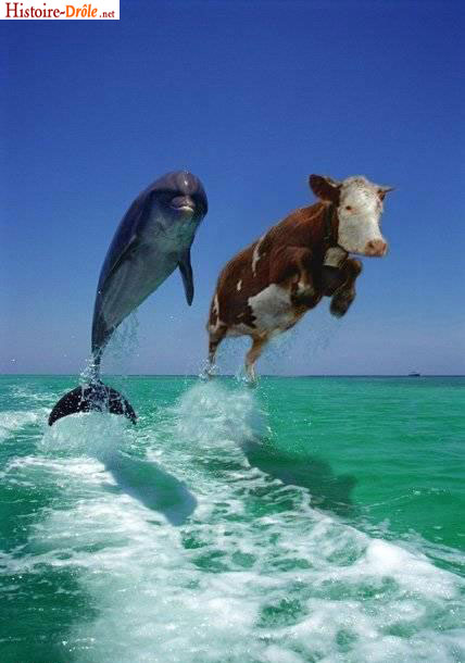 [image-drole-47.jpg]