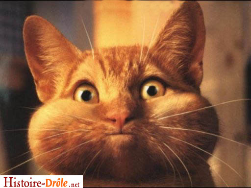 [image-drole-31.jpg]