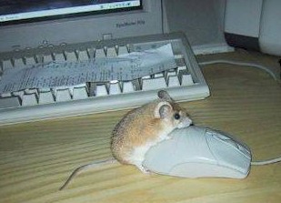 [photo-humour-animaux%20(9).jpg]