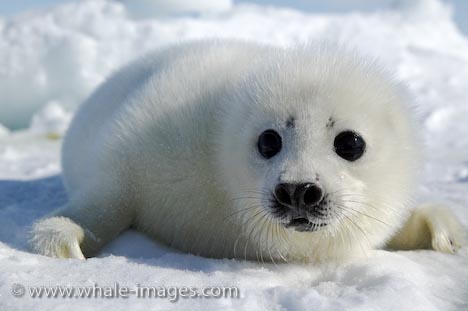 [cute-baby-harp-seal_359.jpg]