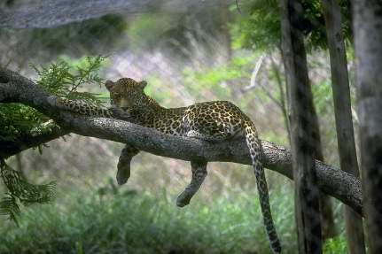 [leopard1.jpg]