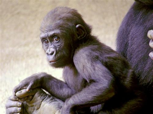 [bebe-chimpanze.jpg]