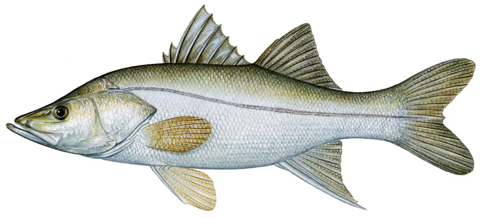 Old Snook download the new version for apple