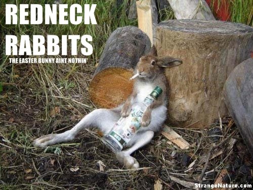 redneck+rabbits+funny+animals.jpeg