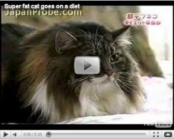 Super Fat Cat from Japan